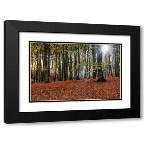 Trees 10 Black Modern Wood Framed Art Print with Double Matting by Lee, Rachel