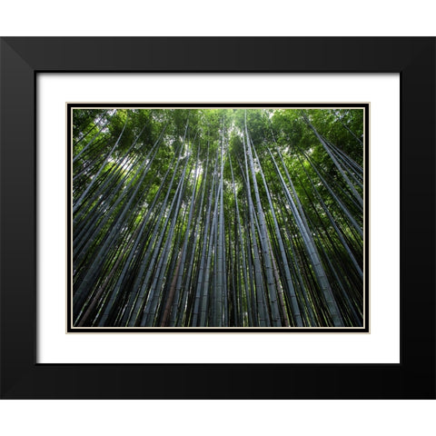 Trees 68 Black Modern Wood Framed Art Print with Double Matting by Lee, Rachel
