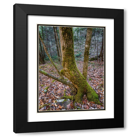Trees 79 Black Modern Wood Framed Art Print with Double Matting by Lee, Rachel