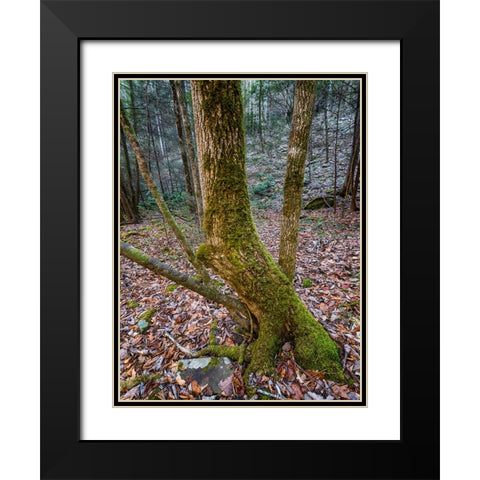 Trees 79 Black Modern Wood Framed Art Print with Double Matting by Lee, Rachel