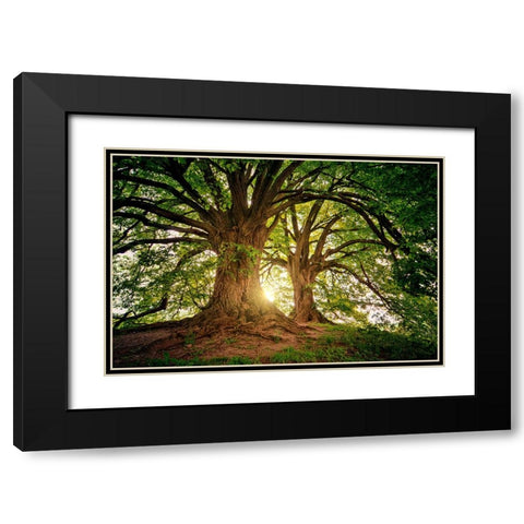 Trees 80 Black Modern Wood Framed Art Print with Double Matting by Lee, Rachel