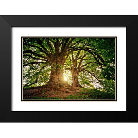Trees 80 Black Modern Wood Framed Art Print with Double Matting by Lee, Rachel