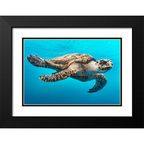 Wildlife 13 Black Modern Wood Framed Art Print with Double Matting by Lee, Rachel