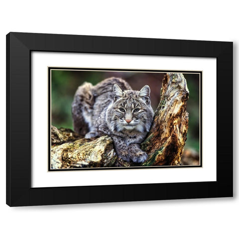 Wildlife 7 Black Modern Wood Framed Art Print with Double Matting by Lee, Rachel