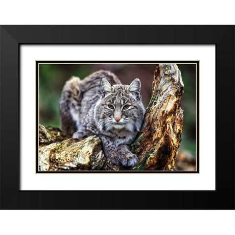 Wildlife 7 Black Modern Wood Framed Art Print with Double Matting by Lee, Rachel