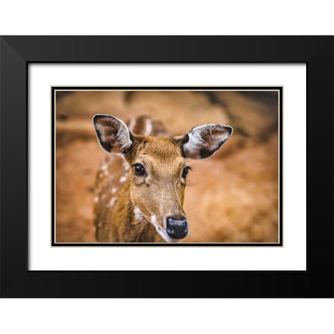 Wildlife 8 Black Modern Wood Framed Art Print with Double Matting by Lee, Rachel