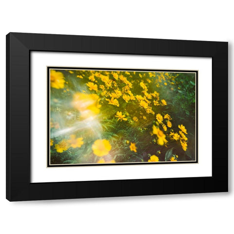 Springtime Black Modern Wood Framed Art Print with Double Matting by Malone, Will