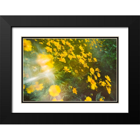 Springtime Black Modern Wood Framed Art Print with Double Matting by Malone, Will