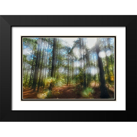 Blurry Forest Black Modern Wood Framed Art Print with Double Matting by Malone, Will