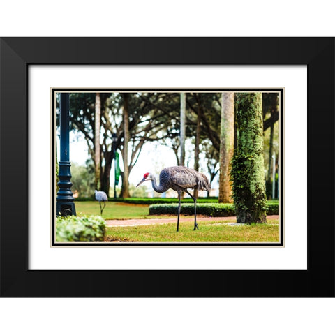 2 Birds and a Lizard Black Modern Wood Framed Art Print with Double Matting by Malone, Will