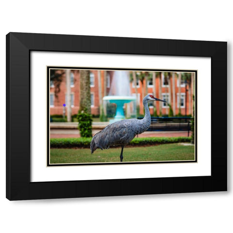 DeLand Bird Black Modern Wood Framed Art Print with Double Matting by Malone, Will
