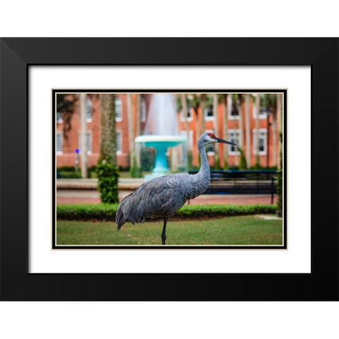 DeLand Bird Black Modern Wood Framed Art Print with Double Matting by Malone, Will