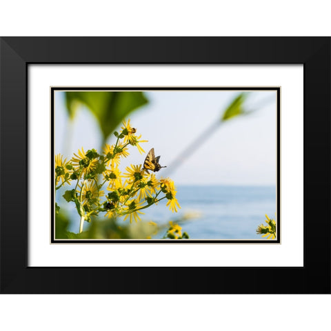 Monarch Black Modern Wood Framed Art Print with Double Matting by Malone, Will