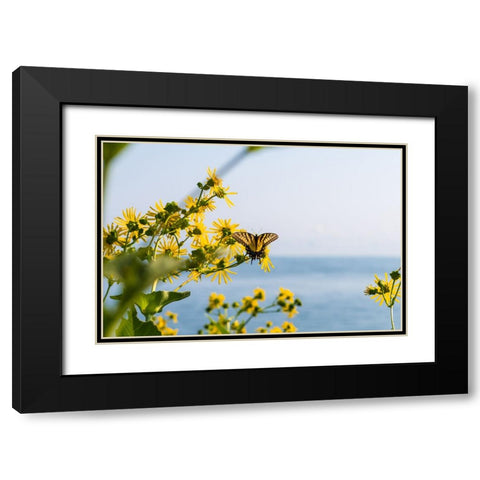 Monarch 2 Black Modern Wood Framed Art Print with Double Matting by Malone, Will