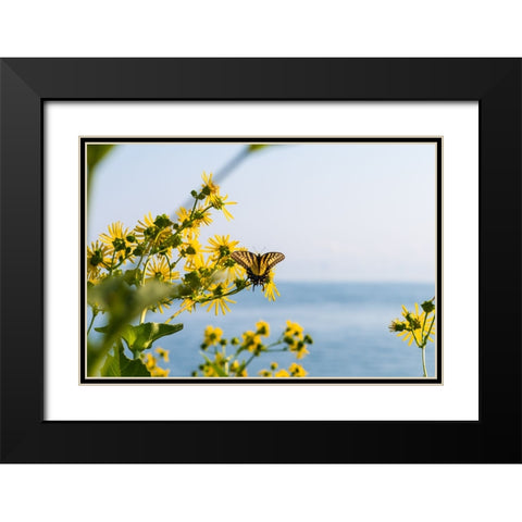 Monarch 2 Black Modern Wood Framed Art Print with Double Matting by Malone, Will