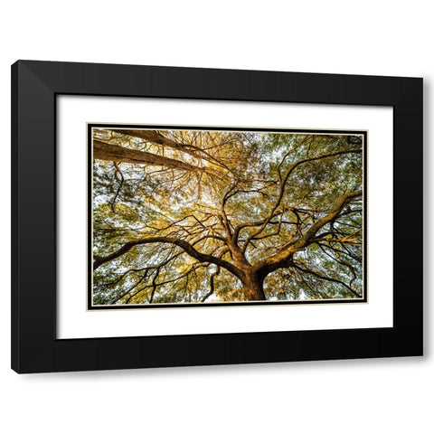 Canopy Black Modern Wood Framed Art Print with Double Matting by Malone, Will