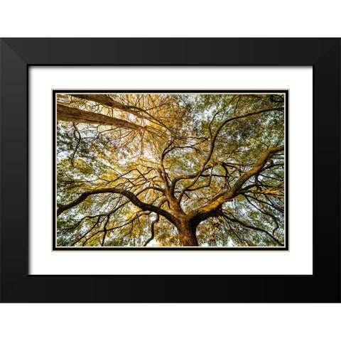 Canopy Black Modern Wood Framed Art Print with Double Matting by Malone, Will