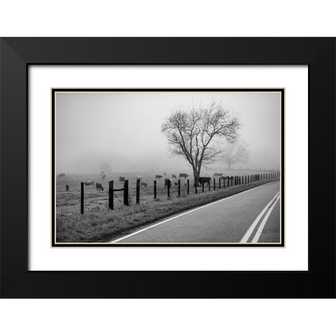 Cows in Fog Black Modern Wood Framed Art Print with Double Matting by Malone, Will