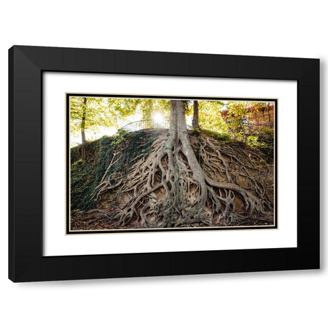 Roots Black Modern Wood Framed Art Print with Double Matting by Malone, Will