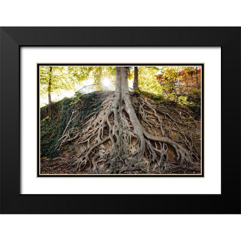 Roots Black Modern Wood Framed Art Print with Double Matting by Malone, Will