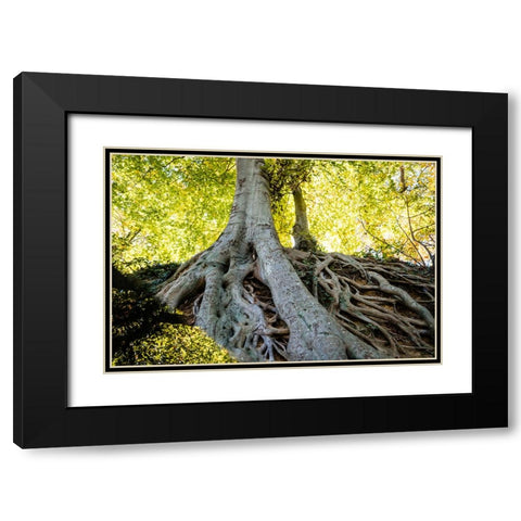 Roots 3 Black Modern Wood Framed Art Print with Double Matting by Malone, Will