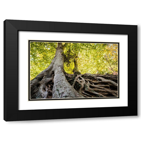 Roots 5 Black Modern Wood Framed Art Print with Double Matting by Malone, Will