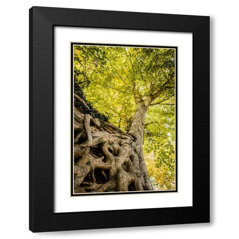 Roots 6 Black Modern Wood Framed Art Print with Double Matting by Malone, Will