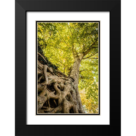 Roots 6 Black Modern Wood Framed Art Print with Double Matting by Malone, Will