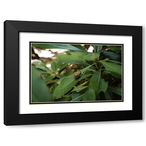 Yellow Branch Snail Black Modern Wood Framed Art Print with Double Matting by Malone, Will