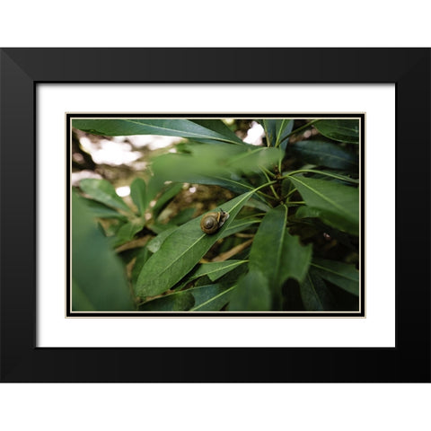 Yellow Branch Snail Black Modern Wood Framed Art Print with Double Matting by Malone, Will