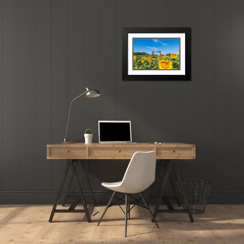 Denver Downs Sunflowers 1 Black Modern Wood Framed Art Print with Double Matting by Malone, Will