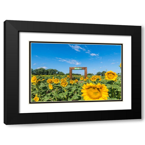 Denver Downs Sunflowers 1 Black Modern Wood Framed Art Print with Double Matting by Malone, Will