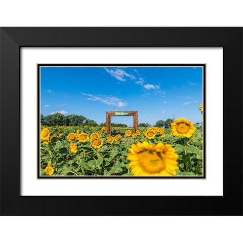 Denver Downs Sunflowers 1 Black Modern Wood Framed Art Print with Double Matting by Malone, Will