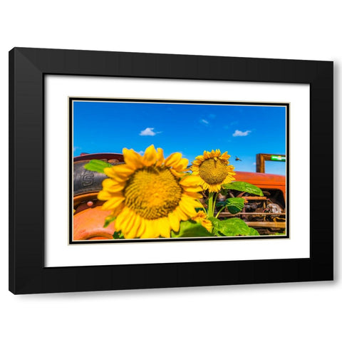 Denver Downs Sunflowers 2 Black Modern Wood Framed Art Print with Double Matting by Malone, Will