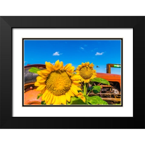 Denver Downs Sunflowers 2 Black Modern Wood Framed Art Print with Double Matting by Malone, Will