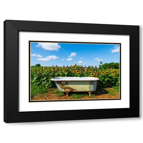 Denver Downs Sunflowers 4 Black Modern Wood Framed Art Print with Double Matting by Malone, Will