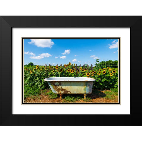 Denver Downs Sunflowers 4 Black Modern Wood Framed Art Print with Double Matting by Malone, Will
