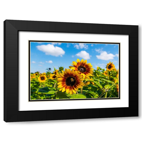 Denver Downs Sunflowers 5 Black Modern Wood Framed Art Print with Double Matting by Malone, Will