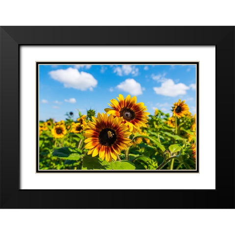 Denver Downs Sunflowers 5 Black Modern Wood Framed Art Print with Double Matting by Malone, Will