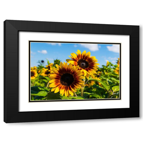 Denver Downs Sunflowers 6 Black Modern Wood Framed Art Print with Double Matting by Malone, Will