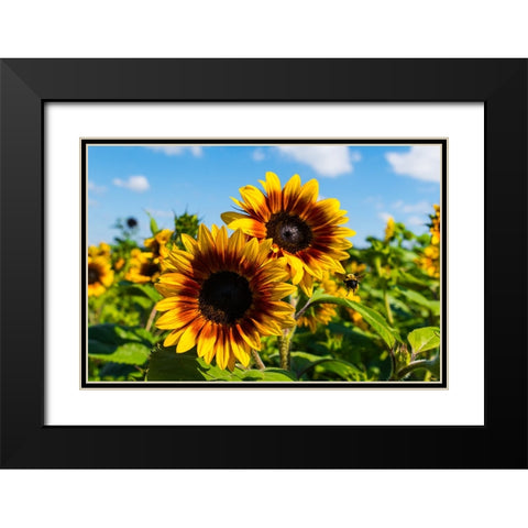 Denver Downs Sunflowers 6 Black Modern Wood Framed Art Print with Double Matting by Malone, Will