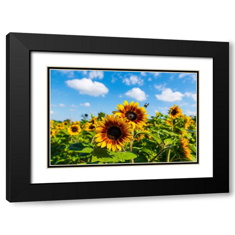 Denver Downs Sunflowers 7 Black Modern Wood Framed Art Print with Double Matting by Malone, Will
