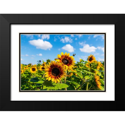 Denver Downs Sunflowers 7 Black Modern Wood Framed Art Print with Double Matting by Malone, Will