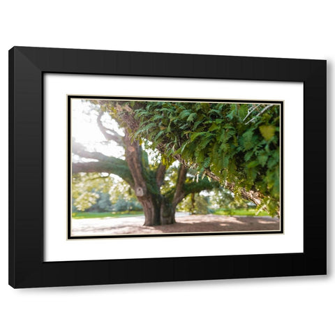 Big Oak 2 Black Modern Wood Framed Art Print with Double Matting by Malone, Will