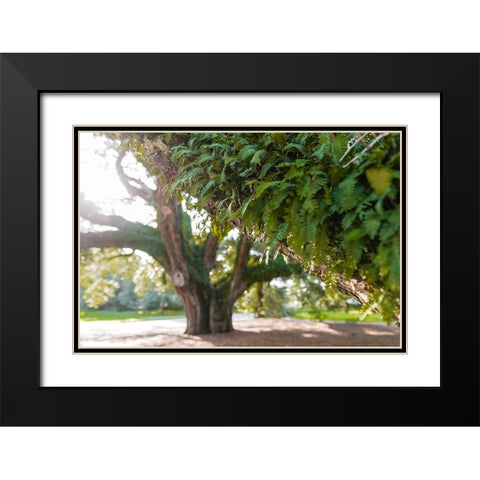 Big Oak 2 Black Modern Wood Framed Art Print with Double Matting by Malone, Will