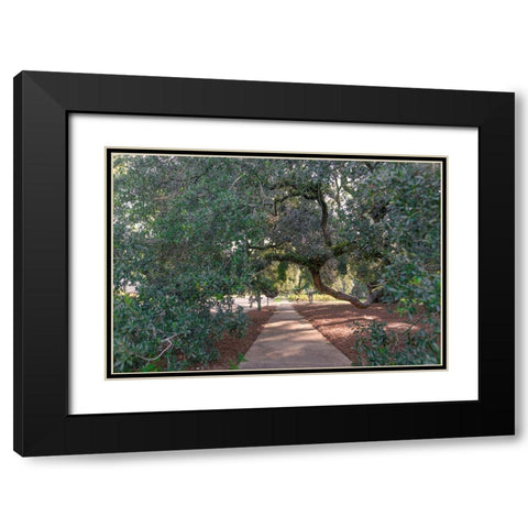 Big Oak 3 Black Modern Wood Framed Art Print with Double Matting by Malone, Will