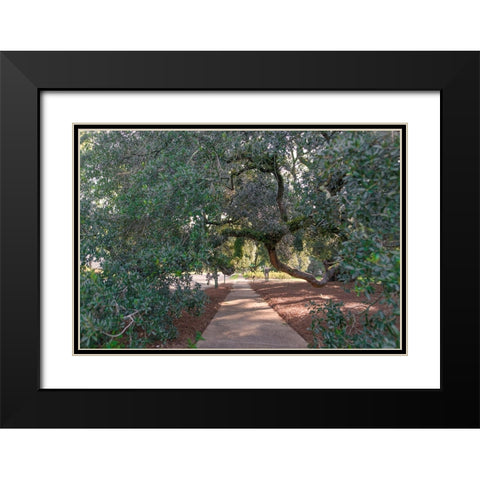 Big Oak 3 Black Modern Wood Framed Art Print with Double Matting by Malone, Will