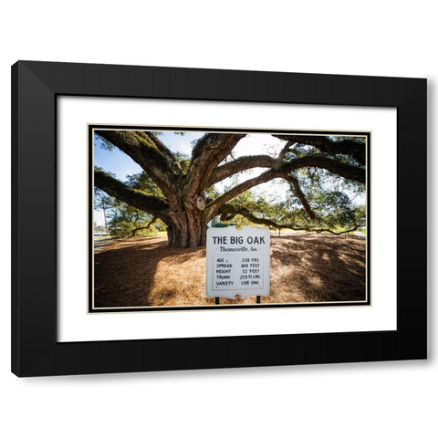 Big Oak 6 Black Modern Wood Framed Art Print with Double Matting by Malone, Will