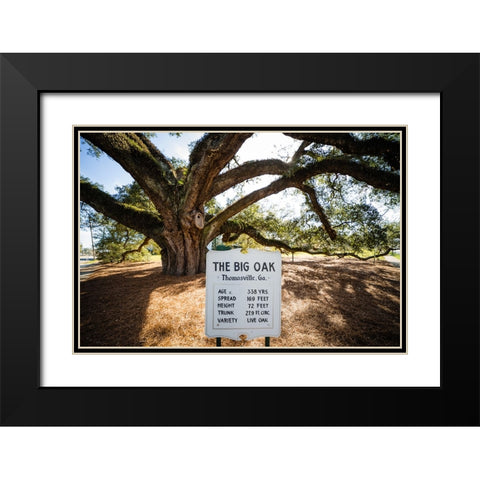 Big Oak 6 Black Modern Wood Framed Art Print with Double Matting by Malone, Will