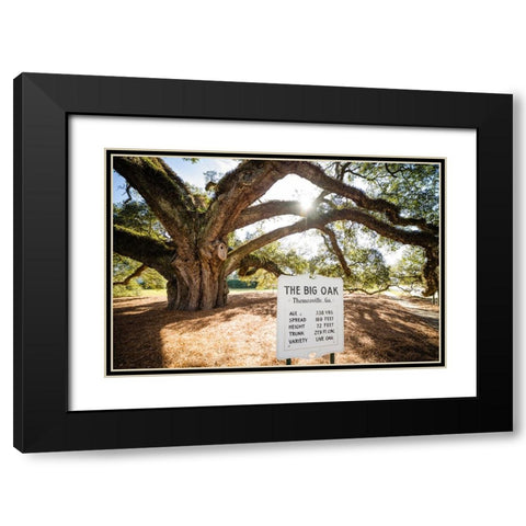 Big Oak 7 Black Modern Wood Framed Art Print with Double Matting by Malone, Will